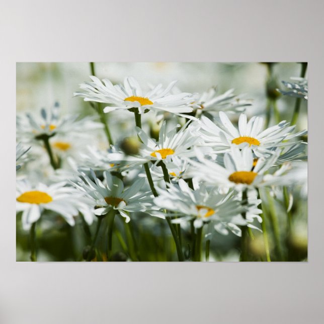 Poster EUA, Oregon, Vale Willamette, Seletivo (Frente)