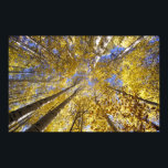Pôster EUA, Pacífico Noroeste. Aspen árvores no outono<br><div class="desc">EUA,  Pacífico Noroeste de Aspen no outono � Stuart Westmorland / DanitaDelimont.com</div>