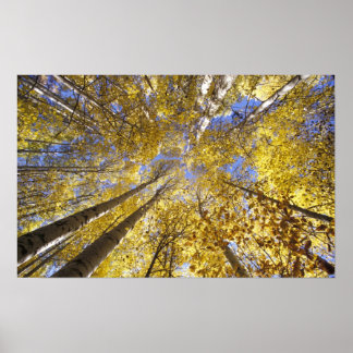 Pôster EUA, Pacífico Noroeste. Aspen árvores no outono