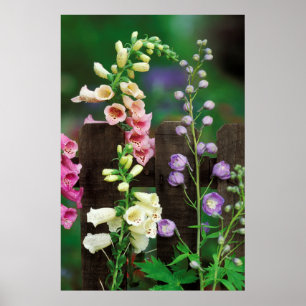 Pôster EUA, Pensilvânia. Dedaleira e delphinium