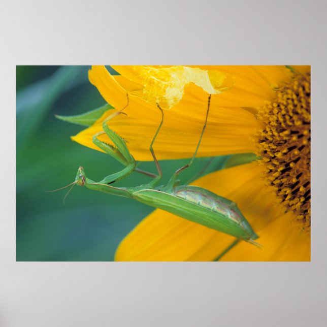 Pôster EUA, Pensilvânia. Mansite de oração feminina (Frente)