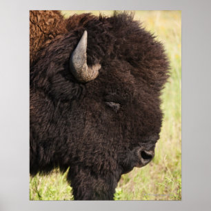 Pôster EUA, South Dakota, bisonte americano (bisonte) do