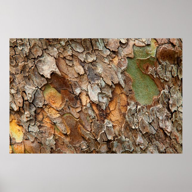 Pôster EUA, Tennessee, fechamento do Latido em uma árvore (Frente)