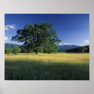 Poster EUA, Tennessee. Grandes Montanhas Smokey 2