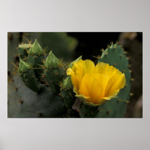 Pôster EUA, Texas, Cacto de Pera Espinhosa em flor.