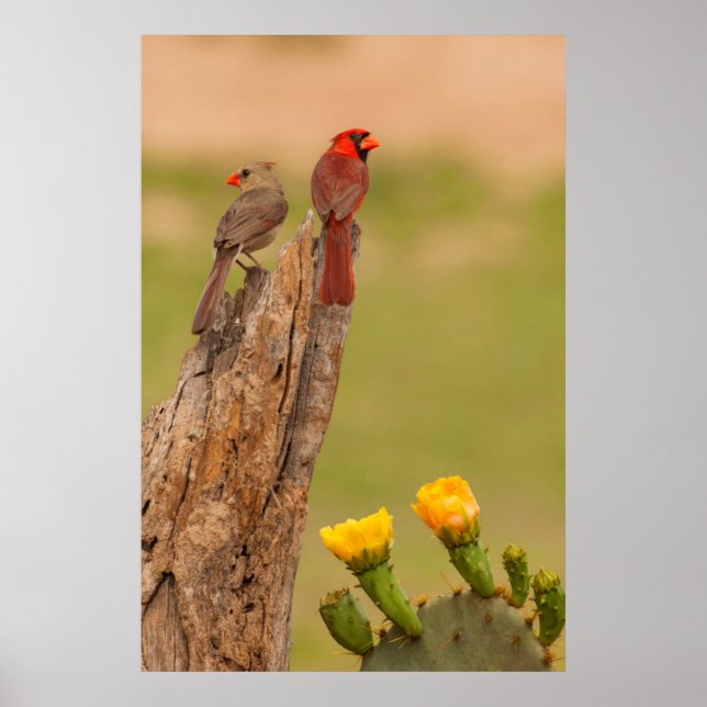 Pôster EUA, Texas, condado de Hidalgo. Par Cardinal (Frente)