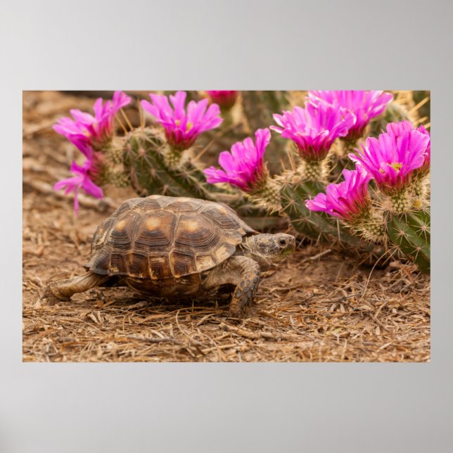 Pôster EUA, Texas, condado de Hidalgo. Tortoise (Frente)