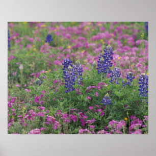 Pôster EUA, Texas Hill Country. Bluetooth entre phlox