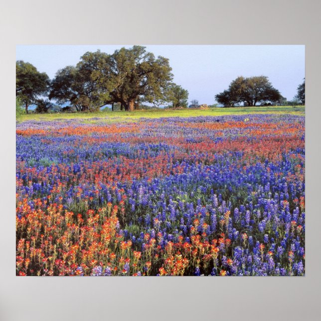 Poster EUA, Texas, Llano. Bluebonnets e redbonnets (Frente)