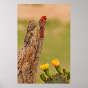 Pôster EUA, Texas, o Condado de Hidalgo. Pares cardinais