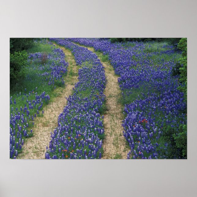 Poster EUA, Texas, perto de Marble Falls, Faixas em azul (Frente)
