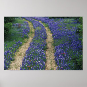 Poster EUA, Texas, perto de Marble Falls, trilhas em azul