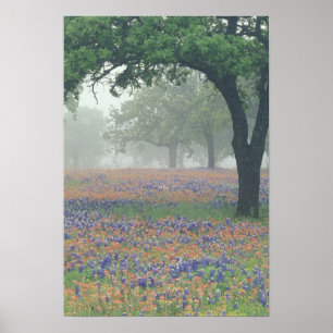 Pôster EUA, Texas. Pincel de Texas e bluebonnets