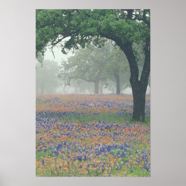 Pôster EUA, Texas. Pincel de Texas e bluebonnets (Frente)
