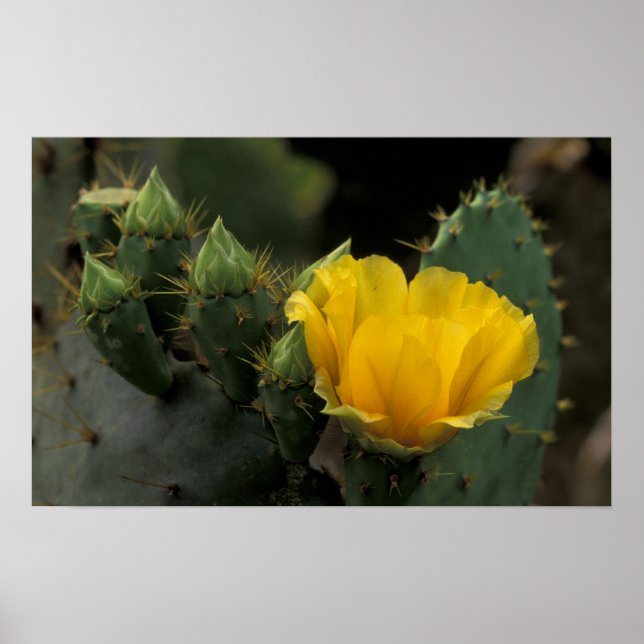 Pôster EUA, Texas, Prickly Pear Cactus florescendo. (Frente)