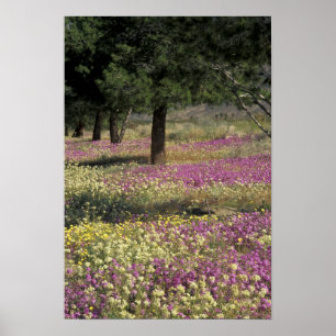 Poster EUA, Texas, Sand Verbena e Brown-Eyed