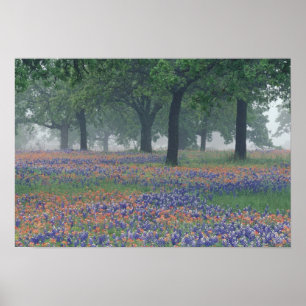 Pôster EUA, Texas, Texas Hill Country Campo expansivo