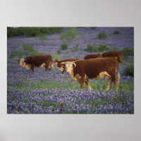 EUA, Texas, Texas Hill Country, Hereford