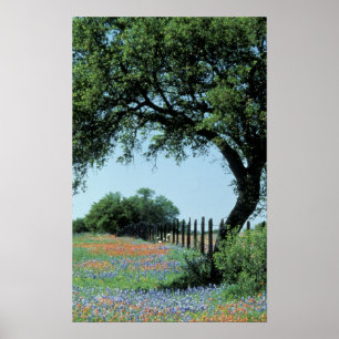 Pôster EUA, Texas, Texas Hill Country Paintbrush e