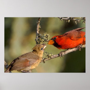 Poster EUA, Texas, vale do Rio Grande, McAllen. Acoplado