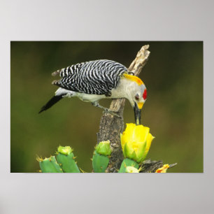 Pôster EUA, Texas, Vale do Rio Grande, McAllen. Masculino