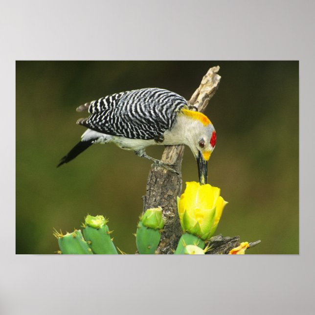 Pôster EUA, Texas, Vale do Rio Grande, McAllen. Masculino (Frente)