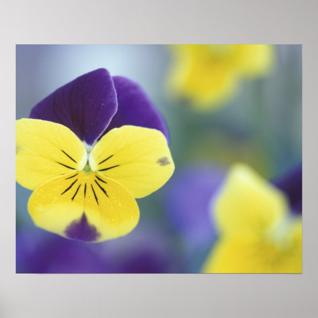 Pôster EUA, Utah, Cache Valley Detail de um Johnny Jump (Frente)