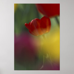 Pôster EUA, Utah, Cache Valley Tulips em um jardim