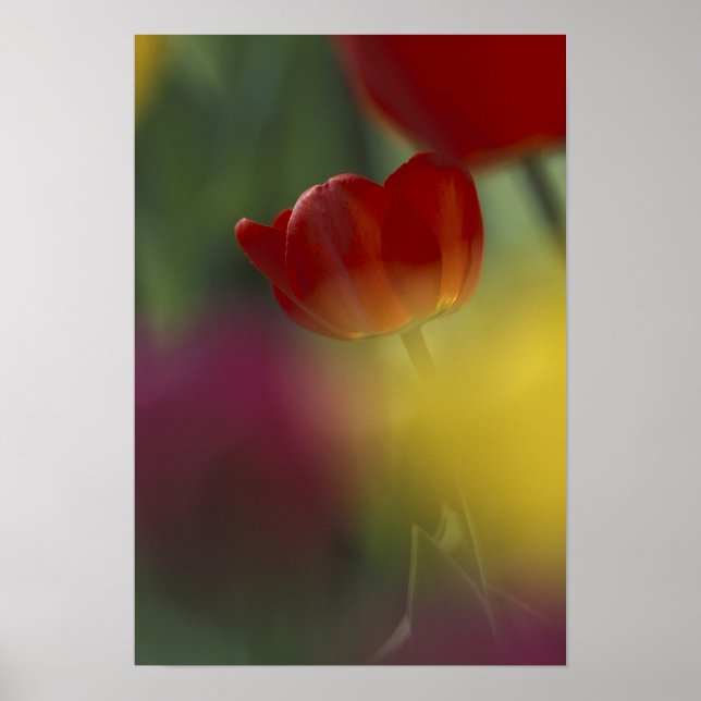 Pôster EUA, Utah, Cache Valley Tulips em um jardim (Frente)