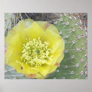 Pôster EUA, Utah, Canyonlands, NP, Desert Prickly Pear