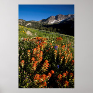 Poster EUA, Utah, Floresta Nacional Uinta-Wasatch-Cache