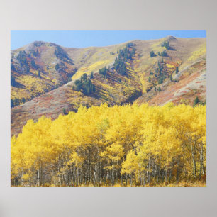 Poster EUA, Utah, Floresta Nacional Wasatch-Cache,