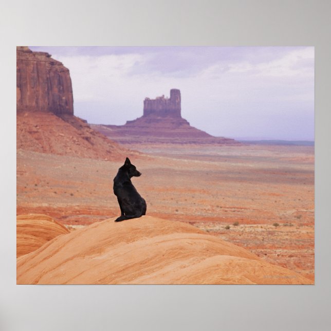Poster EUA, Utah, Monument Valley, Cachorro sentado no ro (Frente)