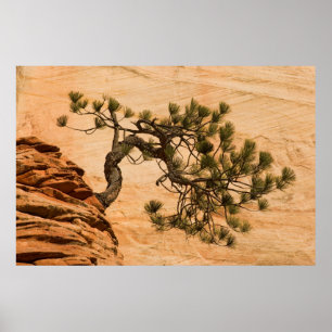 Poster EUA, Utah, Parque Nacional Zion. Pinheiro