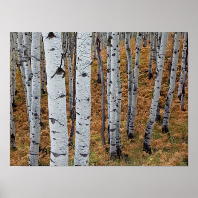 Pôster EUA, Utah, Uinta-Wasatch-Cache Floresta Nacional 2 (Frente)