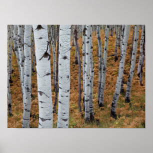Pôster EUA, Utah, Uinta-Wasatch-Cache National Forest 2