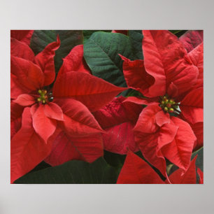 Poster EUA, WA, Detalhe da Poinsettia Vermelha (Euphorbia