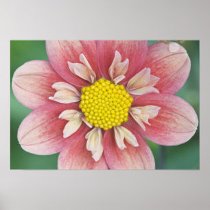 Poster EUA, Washington, Bellevue, Jardim Botânico de Bell