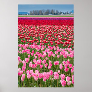 Poster EUA, Washington. Campo De Tulipas Multicoloridas