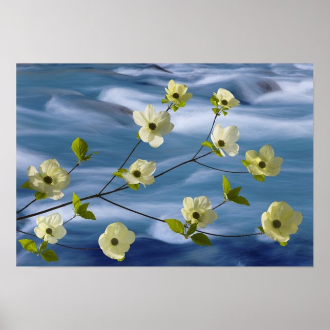 Pôster EUA, Washington, Canal Hood. Pau-rosa do Pacífico (Frente)