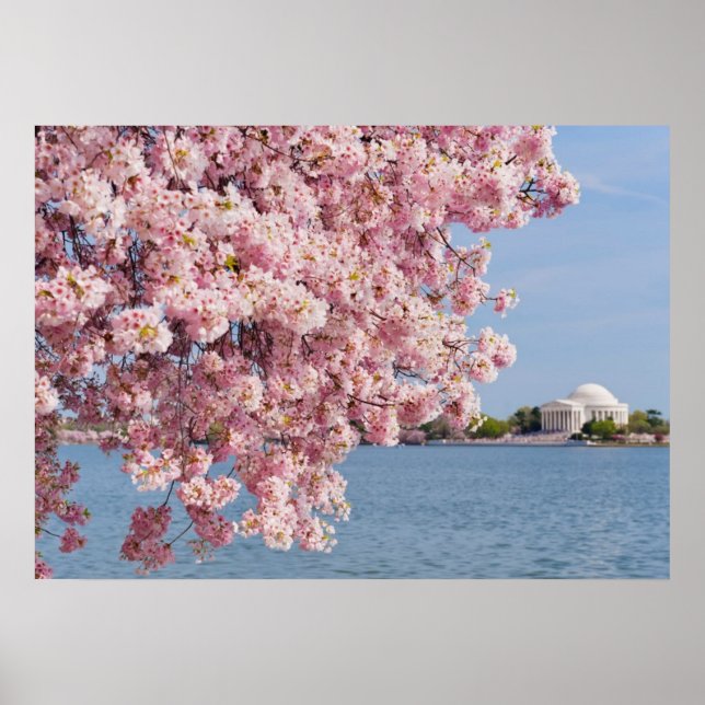 Pôster EUA, Washington DC, cerejeira (Frente)