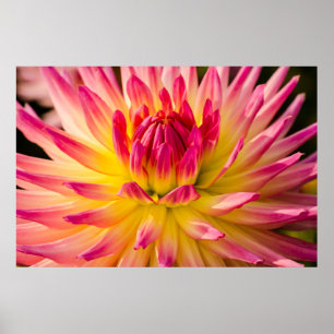 Poster EUA, Washington. Detalhe Da Flor Dahlia