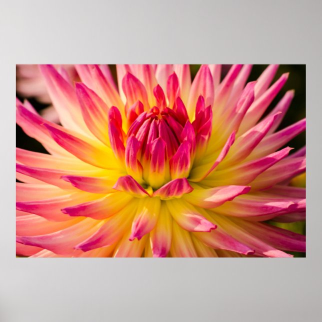 Poster EUA, Washington. Detalhe da Flor de Dahlia (Frente)
