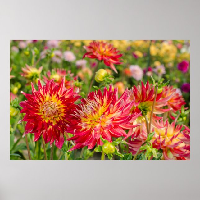 Pôster EUA, Washington. Flores de Dahlia no Jardim (Frente)