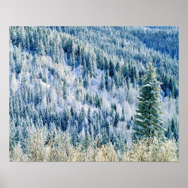 Poster EUA, Washington, Monte Spokane State Park, Aspen 2 (Frente)