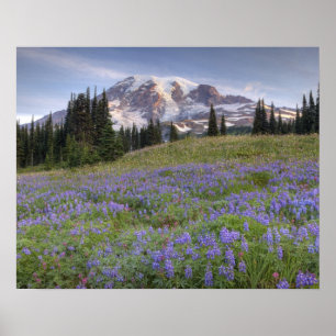 Pôster EUA, Washington, Mt. Rainier NP, Mt. Rainier e