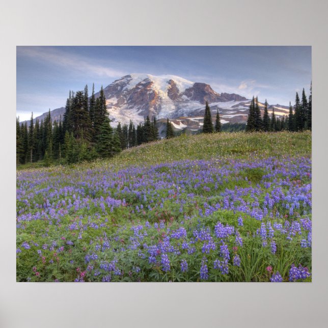 Pôster EUA, Washington, Mt. Rainier NP, Mt. Rainier e (Frente)
