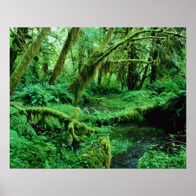 Pôster EUA, Washington, Olimpiadas Nat. Park, Hoh Rain (Frente)