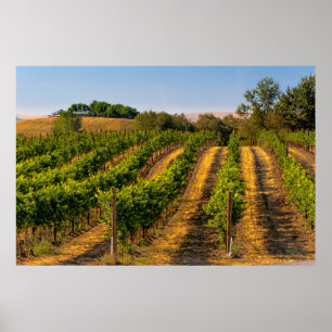 Poster EUA, Washington Oriental, Walla Walla Vineyards