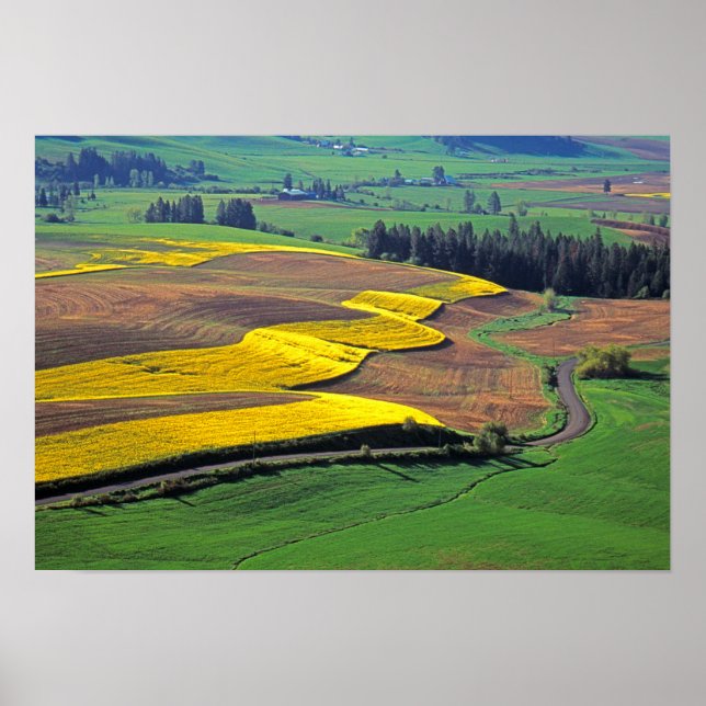Pôster EUA, Washington, Palouse, Whitman County 2 (Frente)